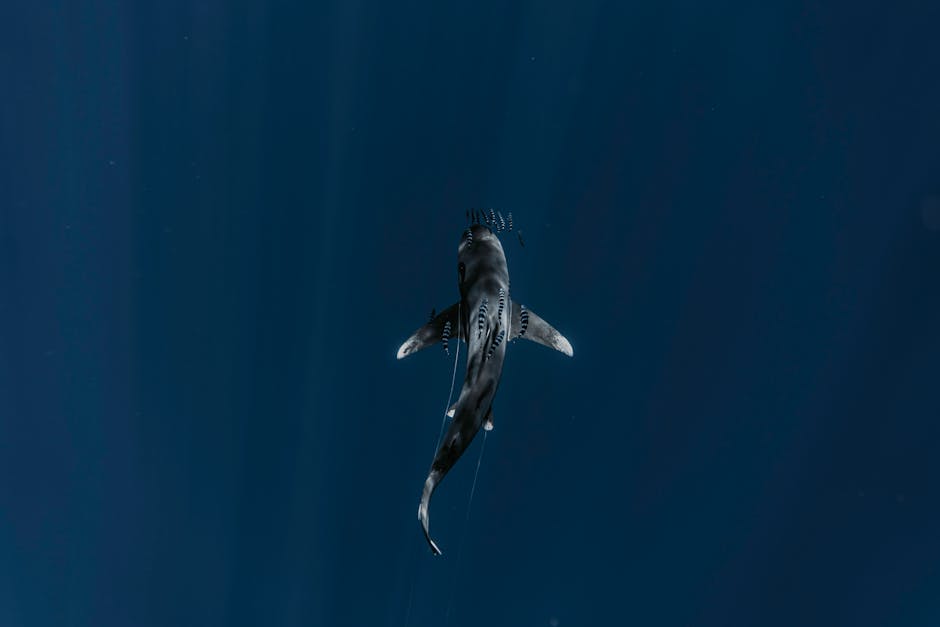 The ocean’s most aggressive shark can make friends, researchers find – The Washington Post