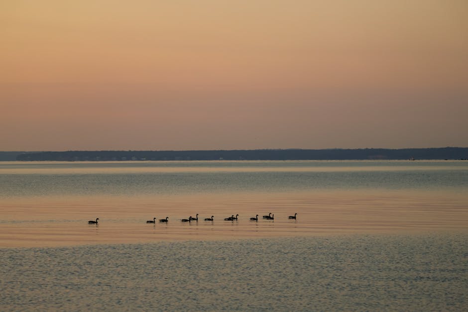 Why so many dead geese in New Jersey? Over 4,000 lifeless birds found in a month – The US Sun