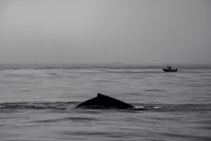 Gray whale that swam 20 miles up Willapa River shocking residents, has died – OregonLive.com