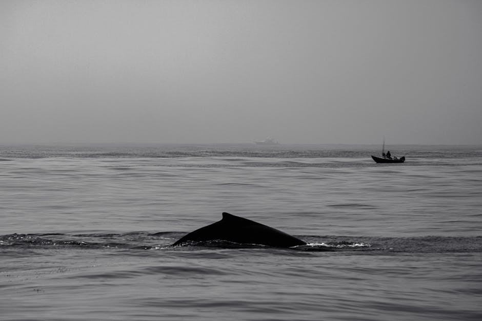 Gray whale that swam 20 miles up Willapa River shocking residents, has died – OregonLive.com