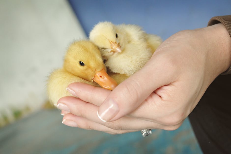 Too young for the MMR shot, babies become ‘sitting ducks’ in measles outbreaks – AP News: What You Need To Know