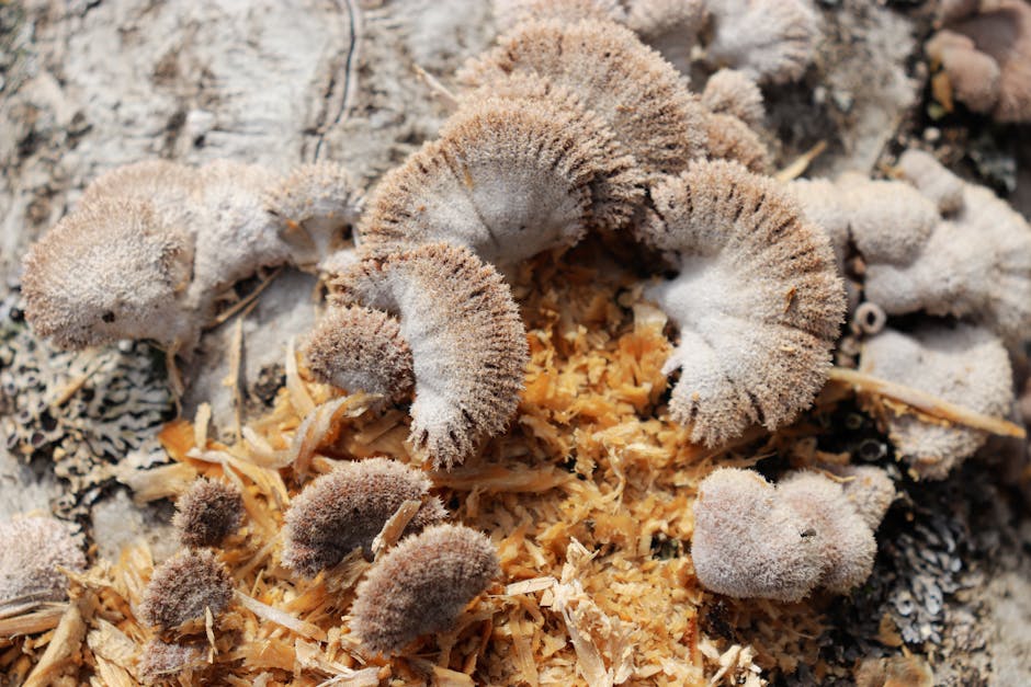 Fungal strains in space spark worry – Yahoo: What You Need To Know